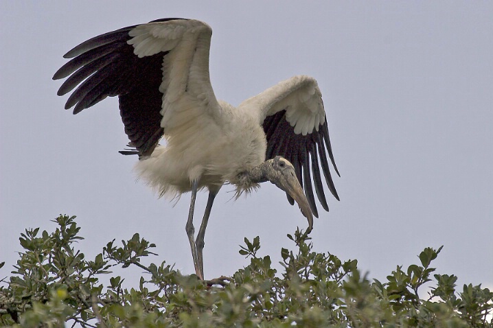 Wood Stork 2 - ID: 422937 © James E. Nelson
