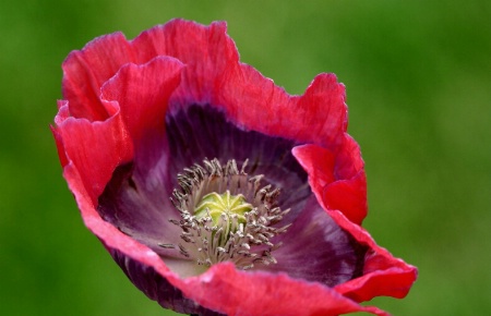 Wild Poppy