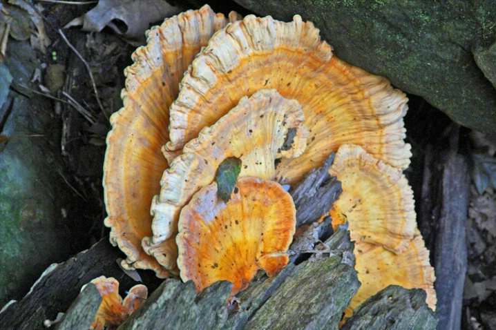 Tree Fungus at The Gorge - ID: 423072 © James E. Nelson