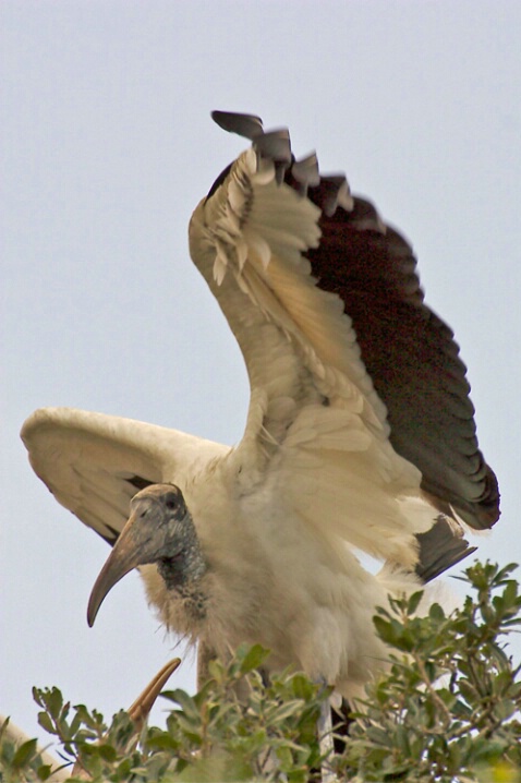 Wood Stork 1 - ID: 423073 © James E. Nelson