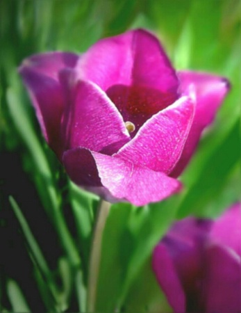 Tulip