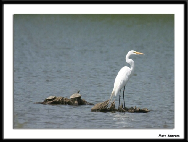 Egret and the Turtles