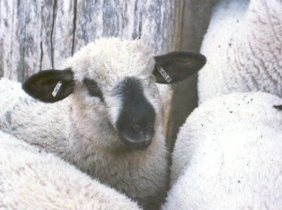 Wooly Sheep