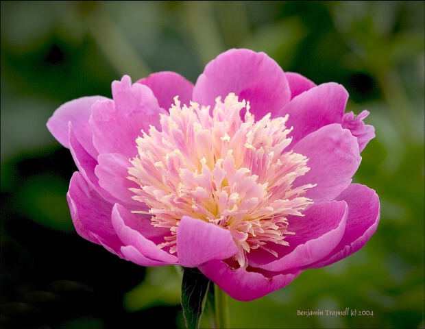 Peony