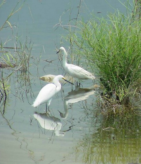 Two egrets