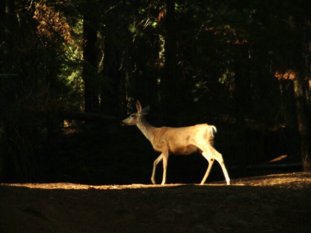 A Fawn in the Sequoias