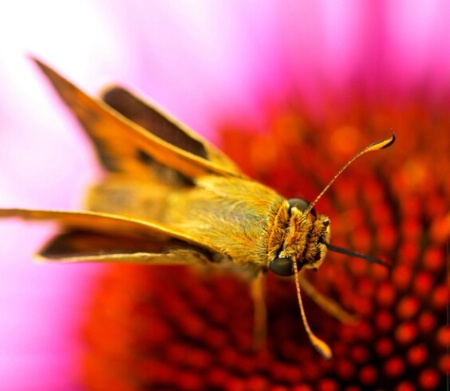 Thirsty Skipper