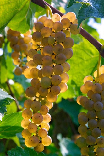 Traminette Grapes-Viking Vineyards & Winery - ID: 427434 © James E. Nelson