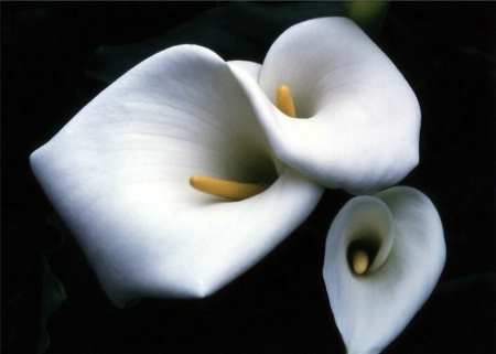 Calla Lillies