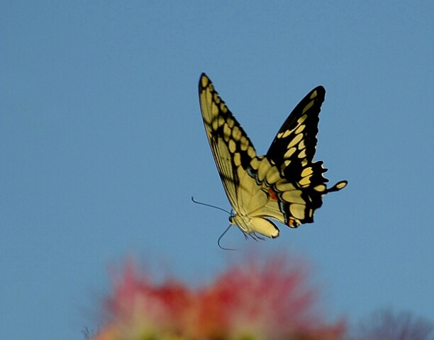 Butterfly In Flight