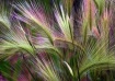Grass