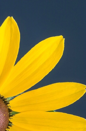 Black-Eyed Susan