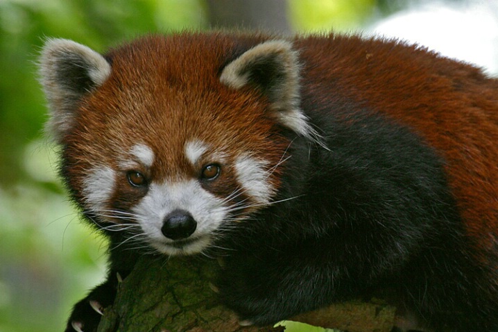 Red Panda - ID: 430145 © James E. Nelson