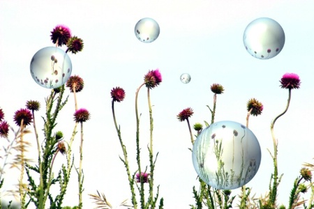 Magical wild flowers