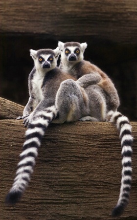 Ringtailed Buddies