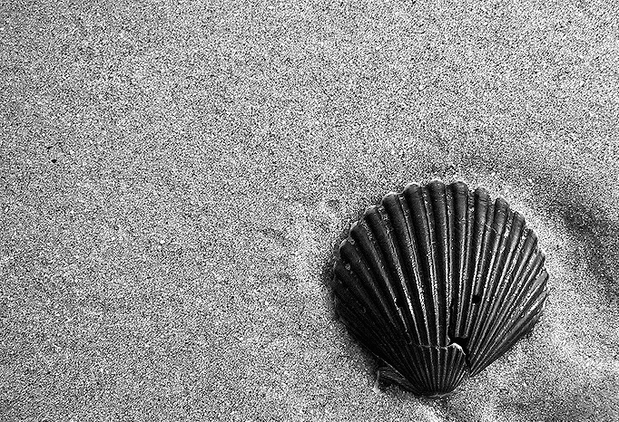 Another Beach, Another Shell