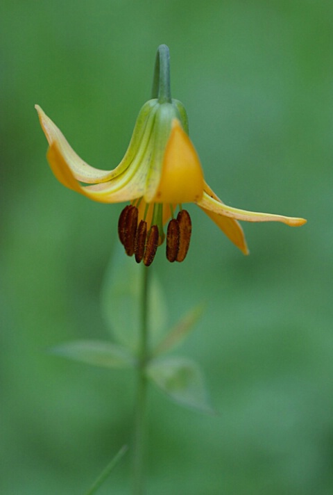 Fawn Lily I