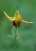 Fawn Lily I