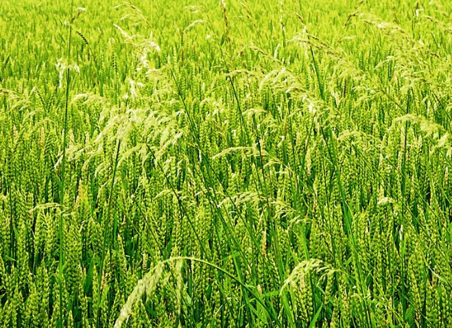 Grass in Wheat
