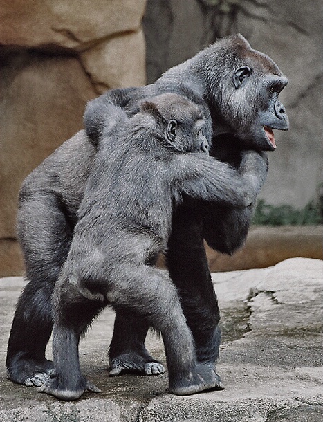 Clinging to Mom