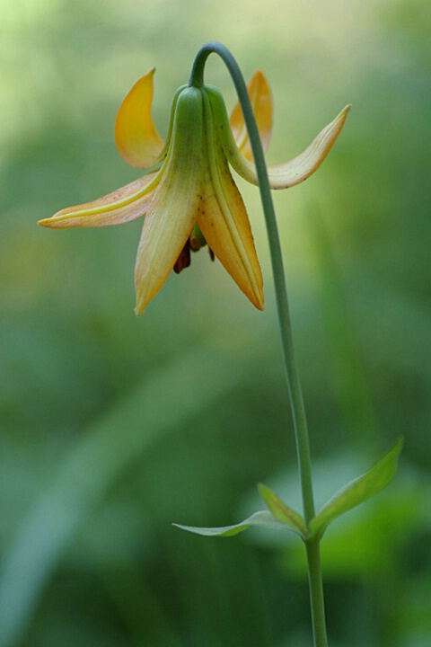 Fawn Lily II