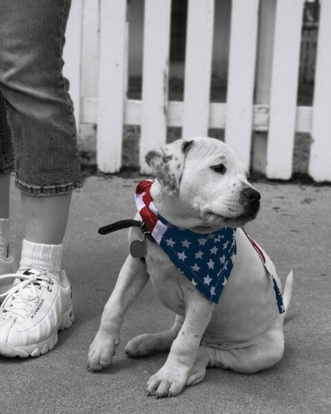 American Pitbull