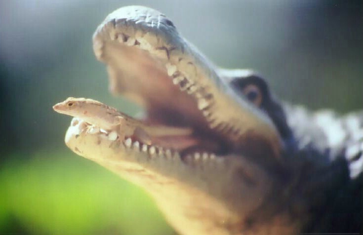 Lizard in Gator's Mouth