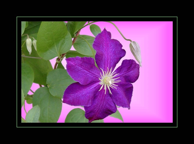 Clematis