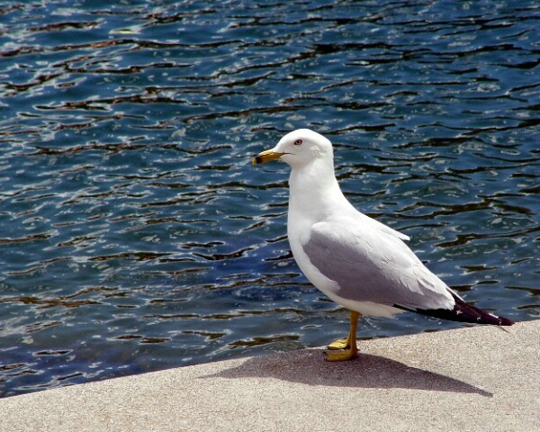 Simply Seagull