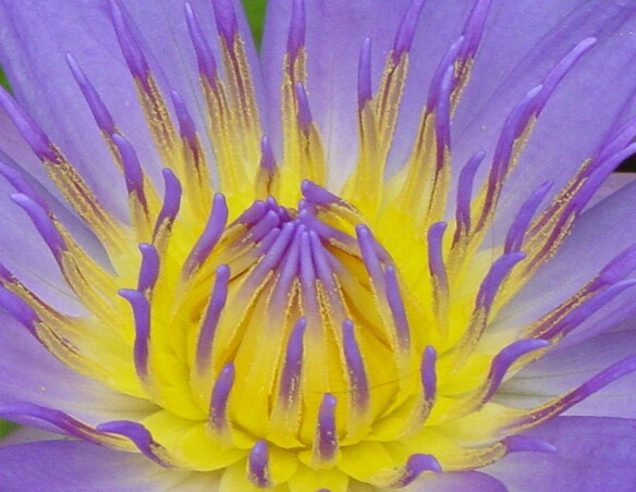 Heart of the Water Lily