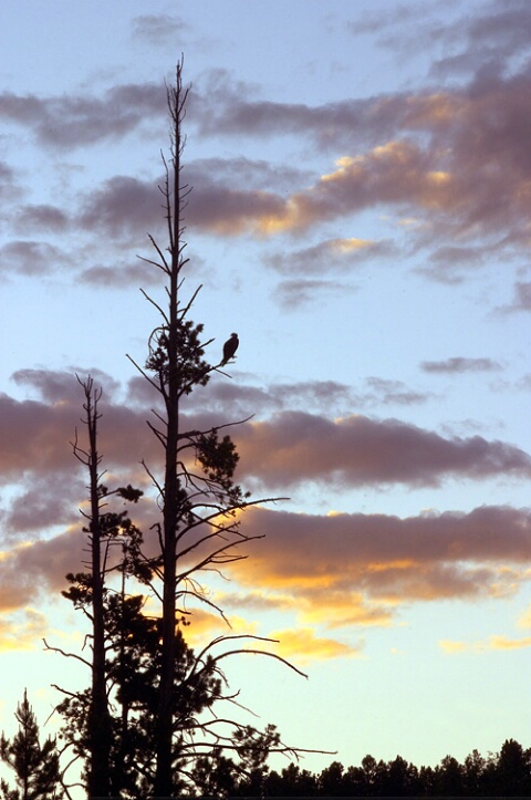 Sunset Silhouette