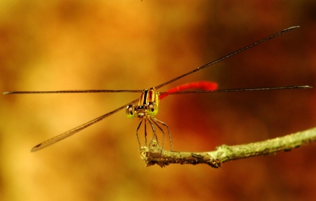 Dragonfly Closeup V2