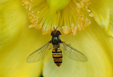 Bbbzzzzzzzzz...........