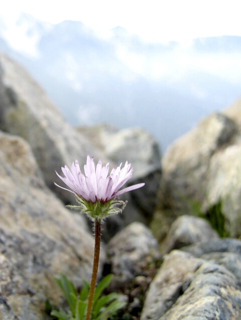 Flower on the Mountain