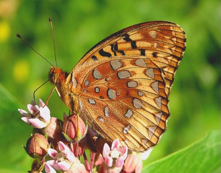 Nectaring Butterfly