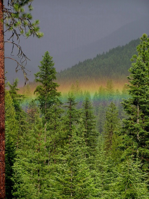 Resting Rainbow
