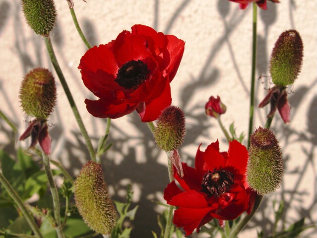 Poppies shadow boxing