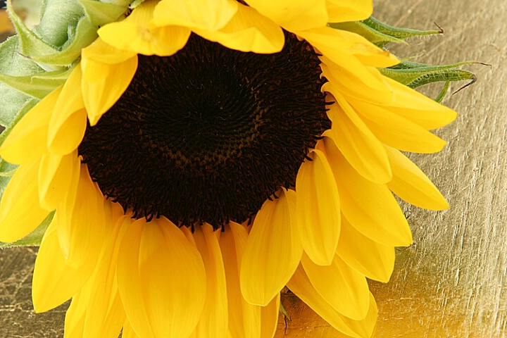 A Sun Flower 3