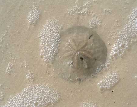 Treasure from the sea