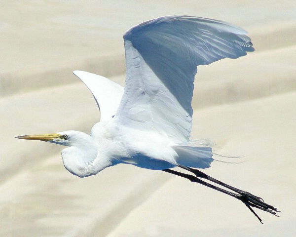 Elegance on the Wing