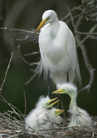 Family Portrait