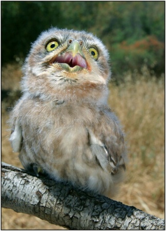 Little Owl - Athene noctua