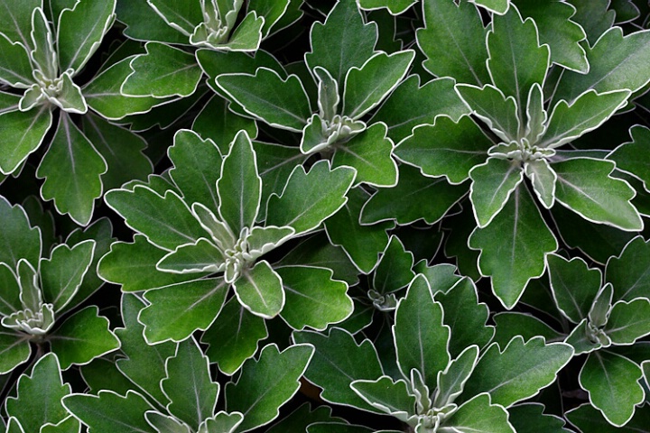 Chlorophyll Fireworks