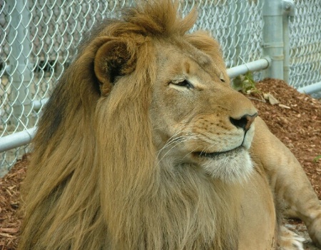Lion at Parc Safari