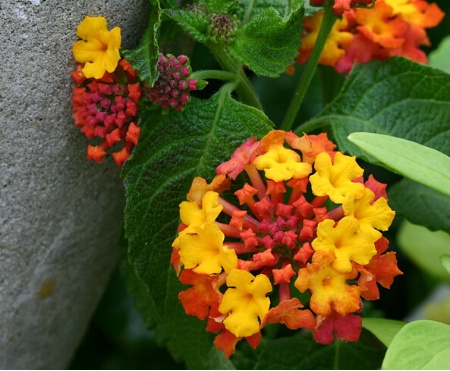 Lantana