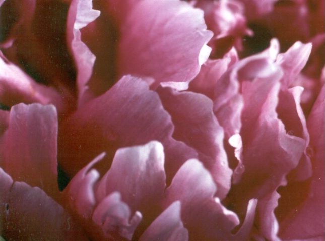 Peoney Petals