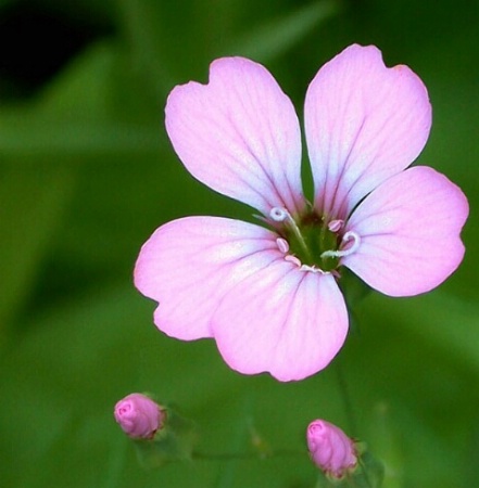 Pink and Petite