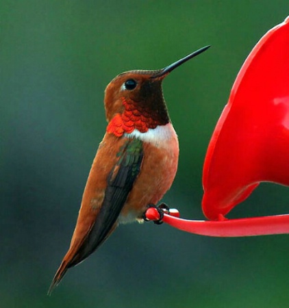 Rufous Hummer