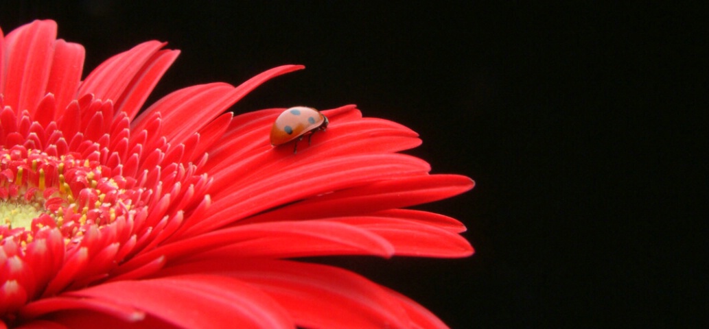 Red and Black