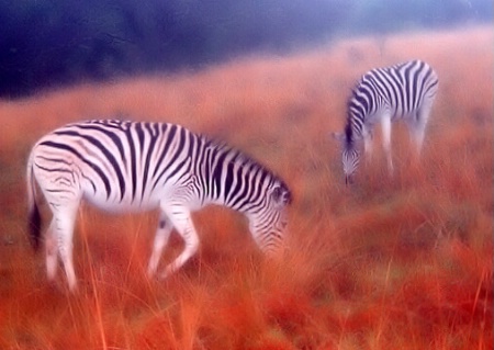 Zebras in the Mist